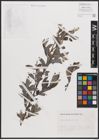 Foto von Salix cantabrica Rech. f.